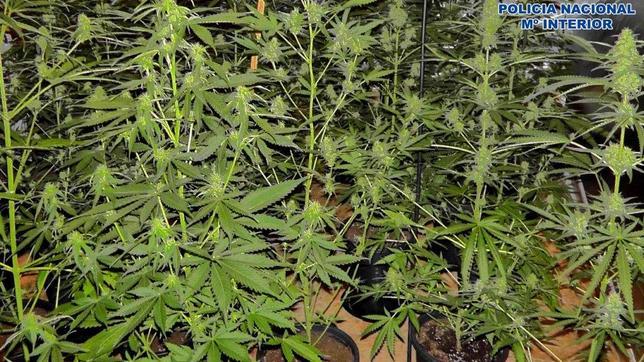 Un detenido tras la desmantelación de una plantación de marihuana en Navalcán