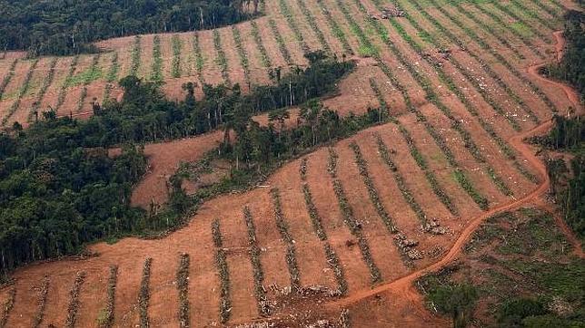 Liberia no talará sus bosques tropicales hasta 2020