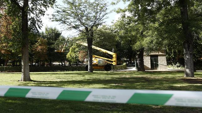 Los técnicos prevén «una caída masiva de árboles este otoño»