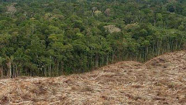 Una treintena de países se comprometen a detener la deforestación en 2030