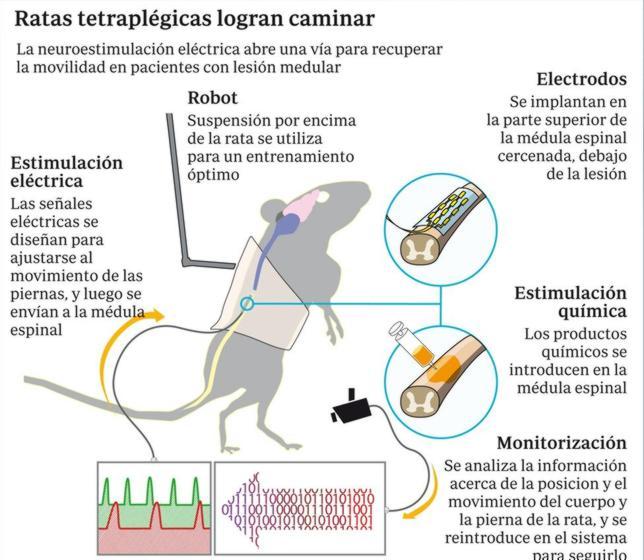 Estímulos eléctricos hacen caminar a ratas tetrapléjicas