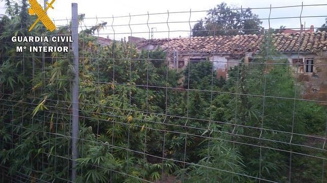 Localizan una plantación de marihuana cerca de la mayor cárcel de Aragón