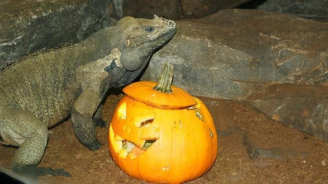 «Calabazas con golosinas», el plato estrella del Zoo en el próximo Halloween