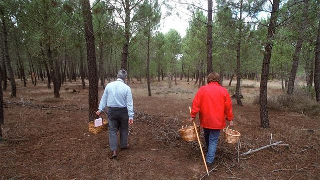 Setas que pueden encontrarse en la provincia de Alicante