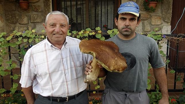 Hallan en Salamanca un «Boletus Edulis» de medio metro de altura