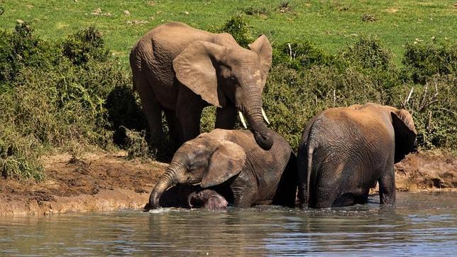 Rescatan a una cría de elefante que se cayó a una laguna, pese al «estorbo» materno