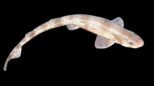 Incluso los tiburones pueden ser tímidos