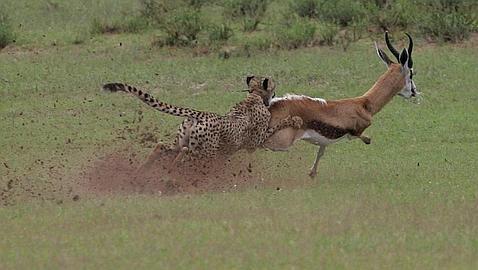 La extenuante carrera (de fondo) del guepardo