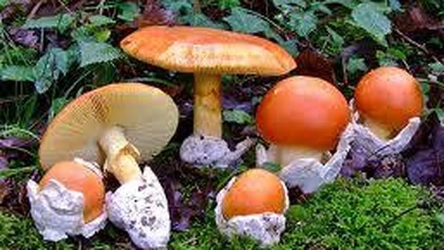 La «amanita Caesarea» presenta un sombrero carnoso