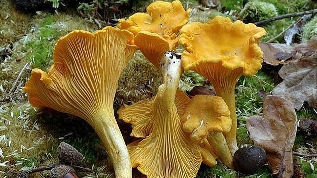 Cantharellus cibarius es una seta que se puede encontrar en la Serranía de Cuenca