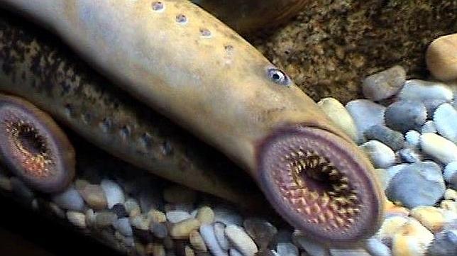 Estas criaturas pueden llegar a medir hasta 100 cm