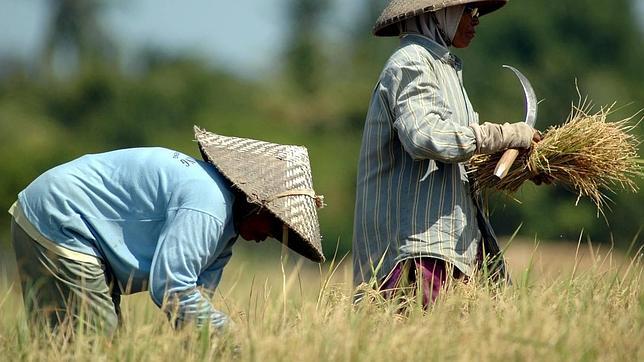 Alimentos para celíacos elaborados con arroz podrían tener elevadas cantidades de arsénico