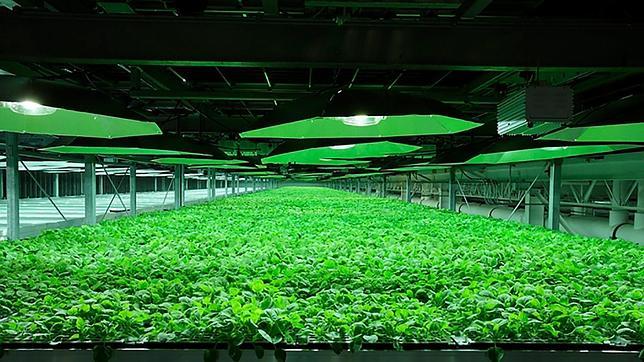 Plantación de tabaco, usada para la elaboración de un medicamento experimental en Owensboro, Kentucky (EE.UU.).