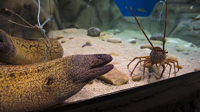 El acuario de Sevilla recibe unas 14.000 visitas durante el puente del Pilar