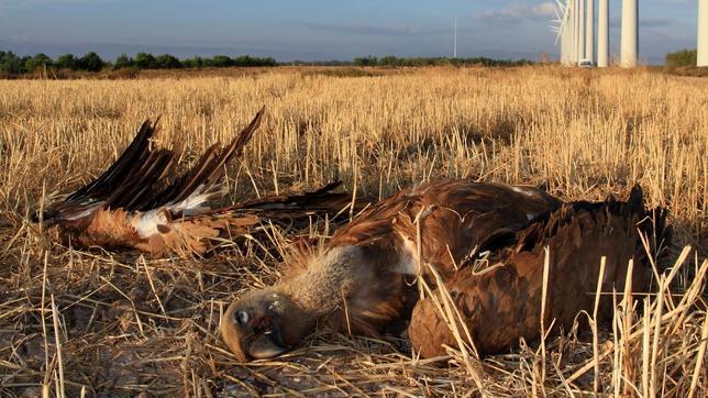 Confirmado el primer caso de un buitre envenenado por un antiinflamatorio veterinario en España