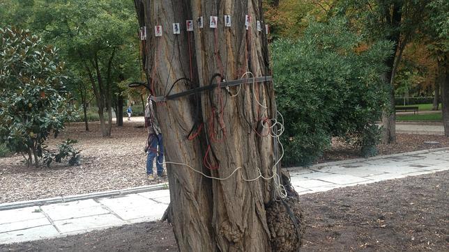 Vigilancia intensiva para 814 árboles en El Retiro