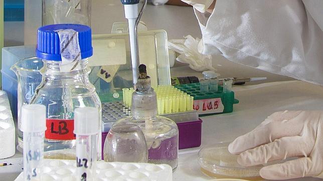 Un grupo de científicos cultiva órganos sexuales masculinos en el laboratorio