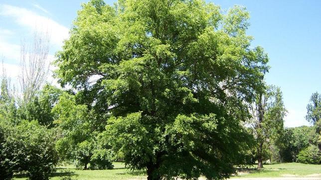 Ejemplar de olmo pumila