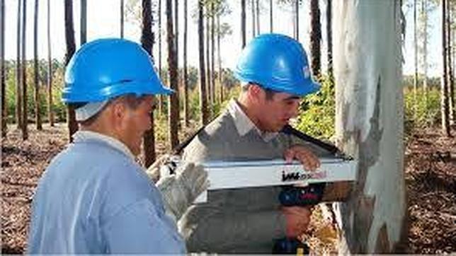 Un resistógrafo, en pleno trabajo