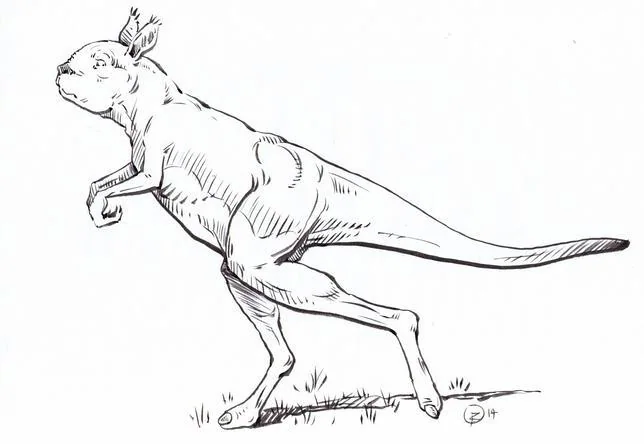 El canguro gigante de cara corta caminaba sobre sus pies, poniendo uno delante del otro