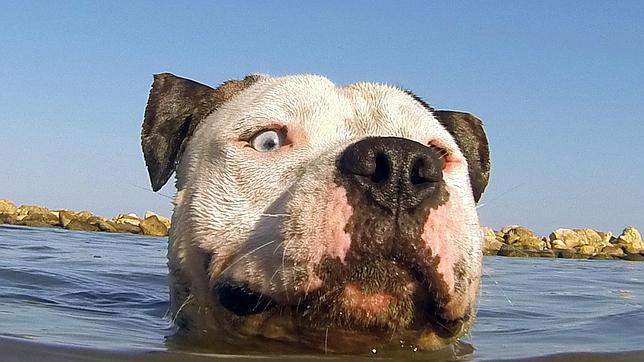 Perro en el agua