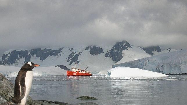 Crear una gran área marina en la Antártida: Australia vuelve a la carga