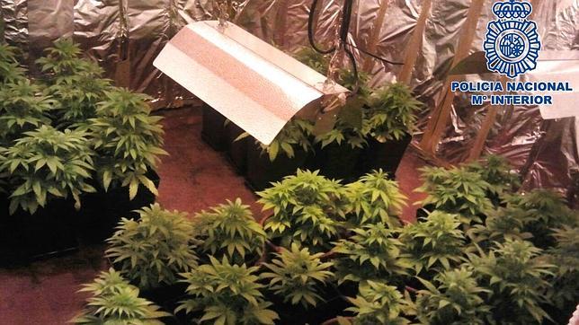 Un detenido por cultivar marihuana en su domicilio en Talavera la Nueva