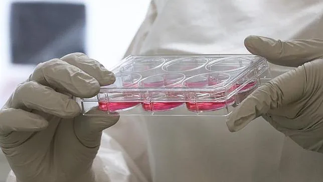 UN investigador trabaja con muestras de ébola en la universidad de Utah, en EE.UU.