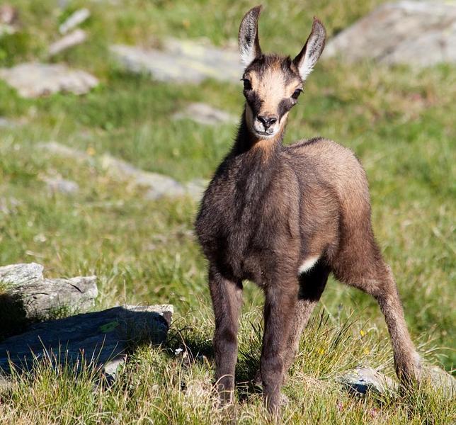 El misterio de las «cabras menguantes»