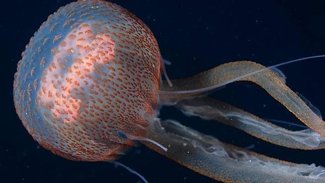 Los afloramientos de medusas, por ejemplo, es uno de los temas sobre los que los europeos creen estar menos informados