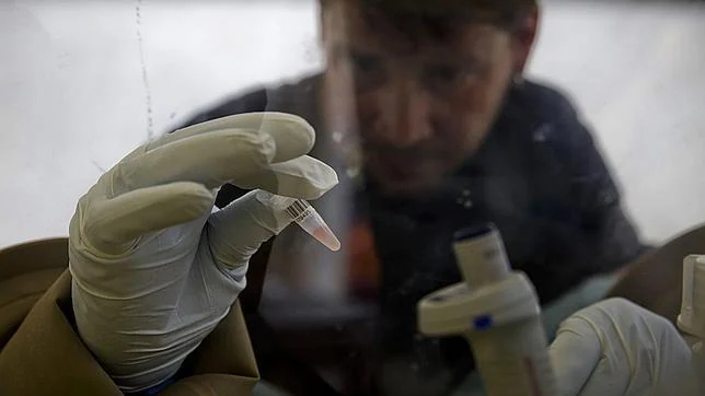 Un científico separa células sanguíneas a partir de células de plasma y aislar el ARN del ébola con el fin de detectar el virus en el Laboratorio Europeo móvil en Gueckedou (Guinea)