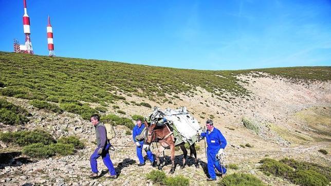 Mulas para limpiar el Parque Nacional de Guadarrama