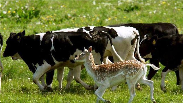 Un gamo campa a sus anchas durante días por La Coruña y sus alrededores