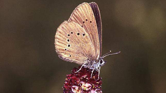 Palencia presenta un proyecto para conservar la mariposa más amenazada de España