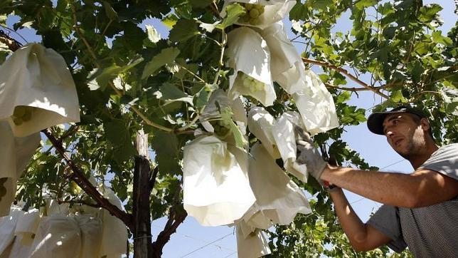 La producción para Navidad de uva del Vinalopó será un 25% menor a lo previsto