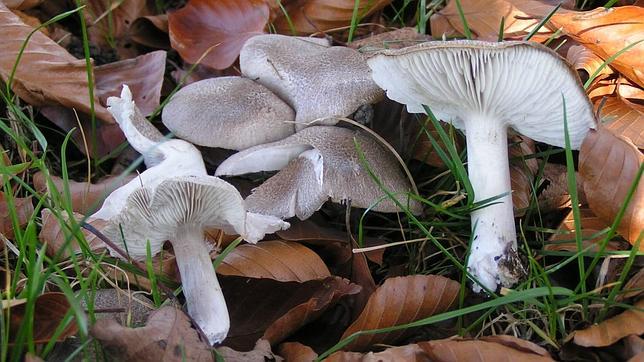 Un grupo de fredolics