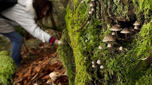 Mercasetas ofrece en Soria la venta de productos micológicos frescos, «sostenibles y de calidad»