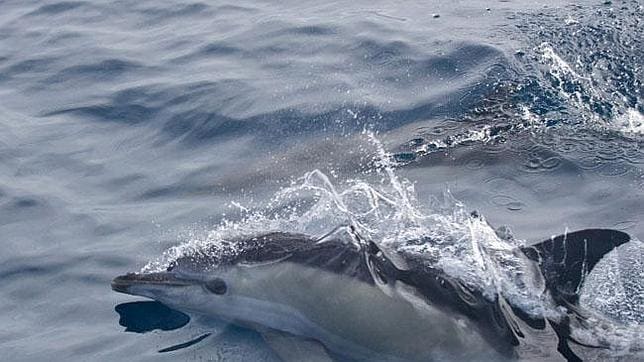 WWF y Oceana recuerdan que un 12% de la superficie marina española está amenazada por la búsqueda de hidrocarburos