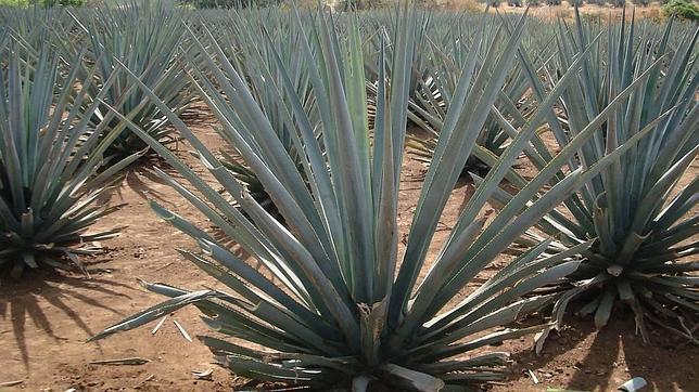 Hacen bioetanol con los resíduos de la industria del tequila en México