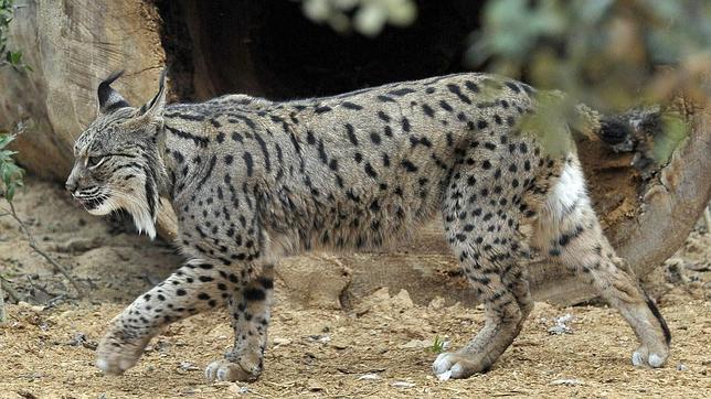 Problemas en Extremadura y Castilla-La Mancha con los linces ibéricos introducidos