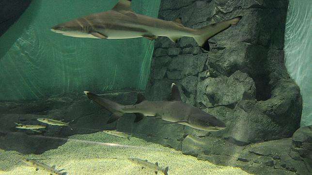 Cinco nuevos tiburones desembarcan en el «mar» del Acuario de Sevilla