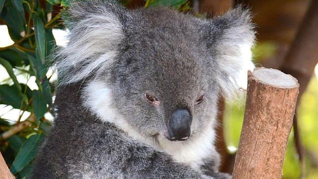 La clamidia causa ceguera e infertilidad, y puede acabar con la vida de los koalas