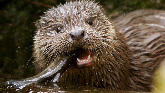 La nutria vuelve a poblar la Comunidad de Madrid