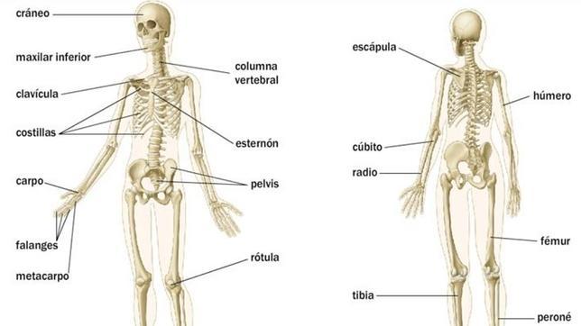 Los huesos del cuerpo