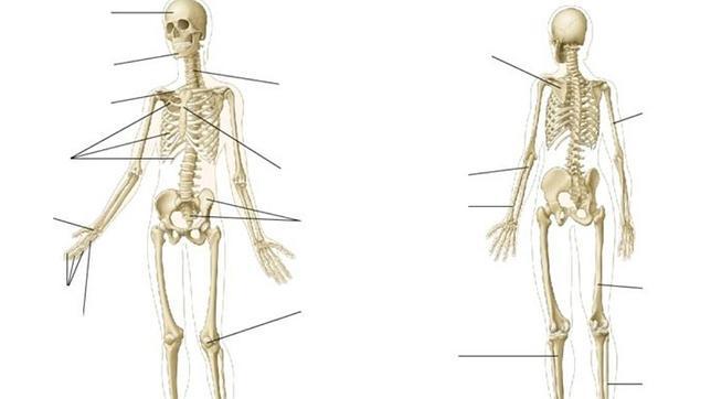 Los huesos del cuerpo