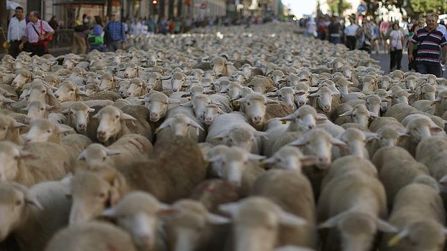 Más de 2.000 ovejas merinas hacen suyo hoy el centro de Madrid