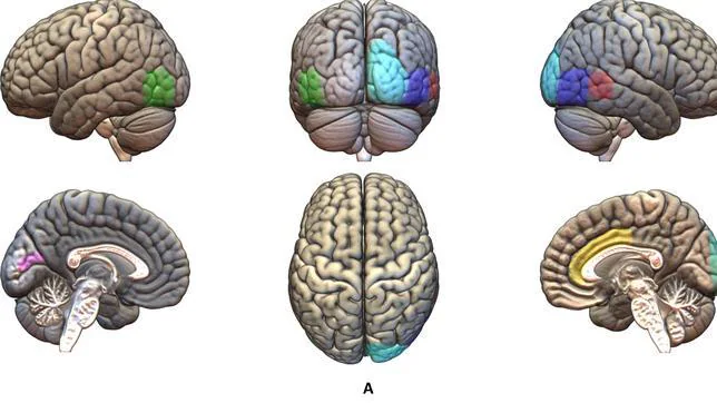 Imagen del cerebro desde distintos ángulos