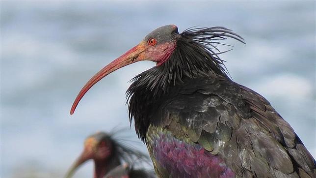 Cádiz se consolida como el único enclave europeo con poblaciones de Ibis eremita