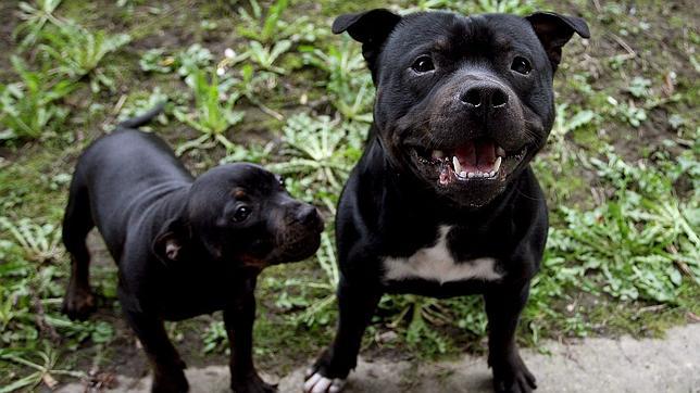 Cómo conseguir en Sevilla la licencia para perros peligrosos