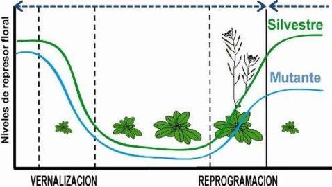 ¿Cómo saben las plantas el momento en que deben florecer?
